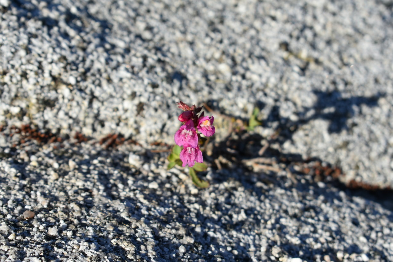 DSC_0091.jpg