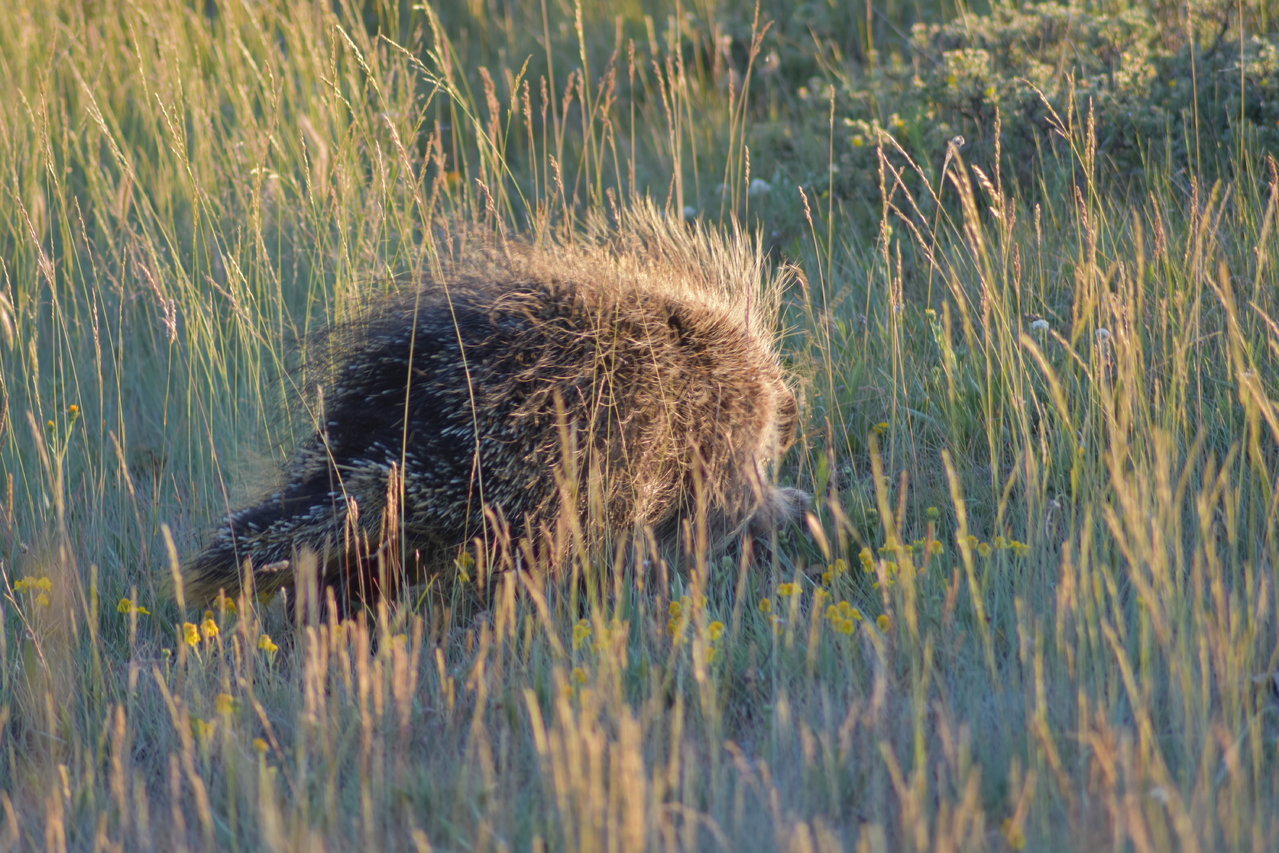 DSC_0104.jpg
