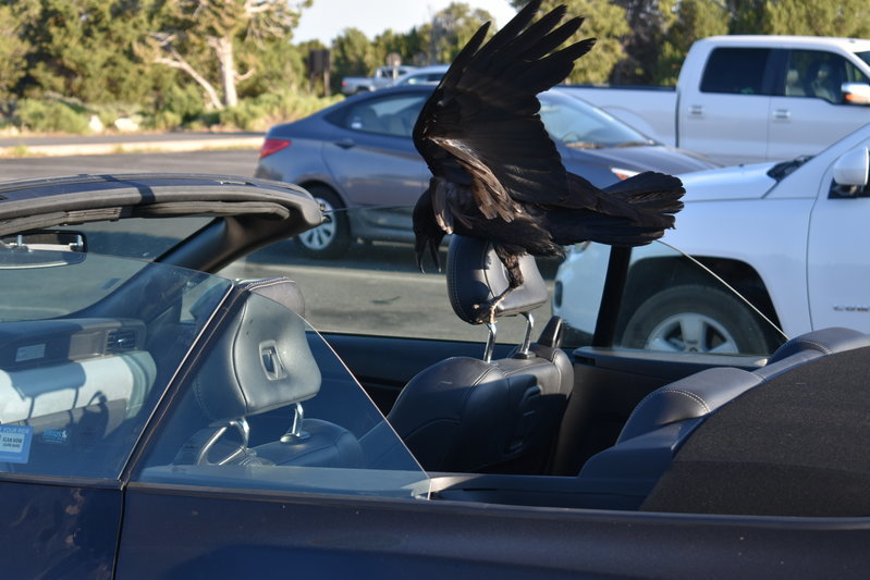 DSC_0132.jpg