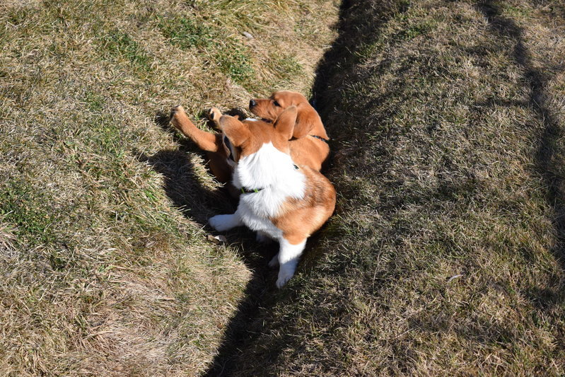 DSC_0184.jpg