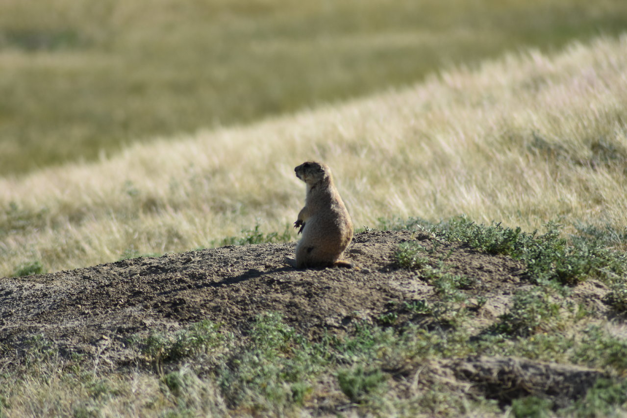 DSC_0188.jpg