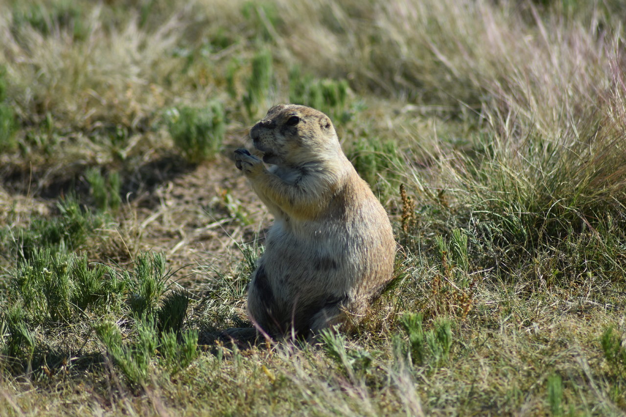 DSC_0195.jpg