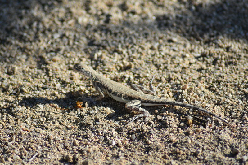DSC_0199.jpg