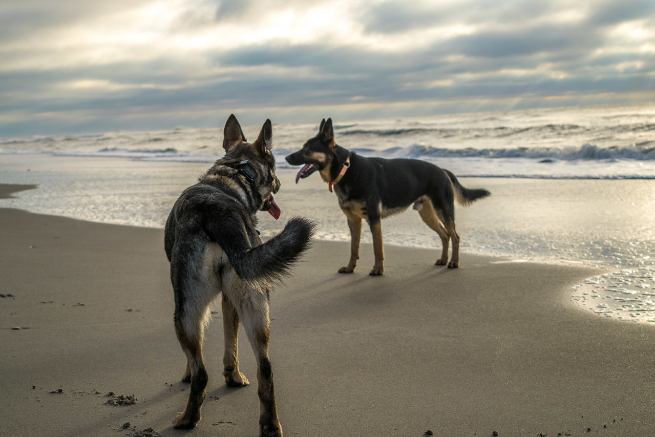 DSC_0205.jpg