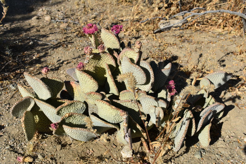 DSC_0207.jpg