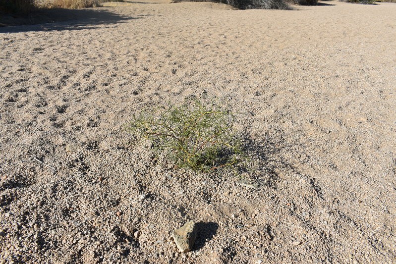 DSC_0209.jpg