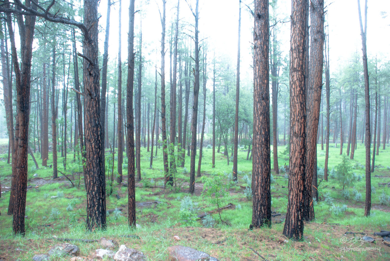 DSC_0215.jpg