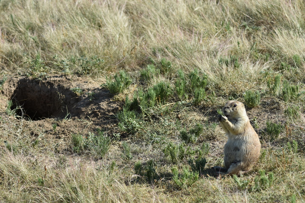 DSC_0217.jpg