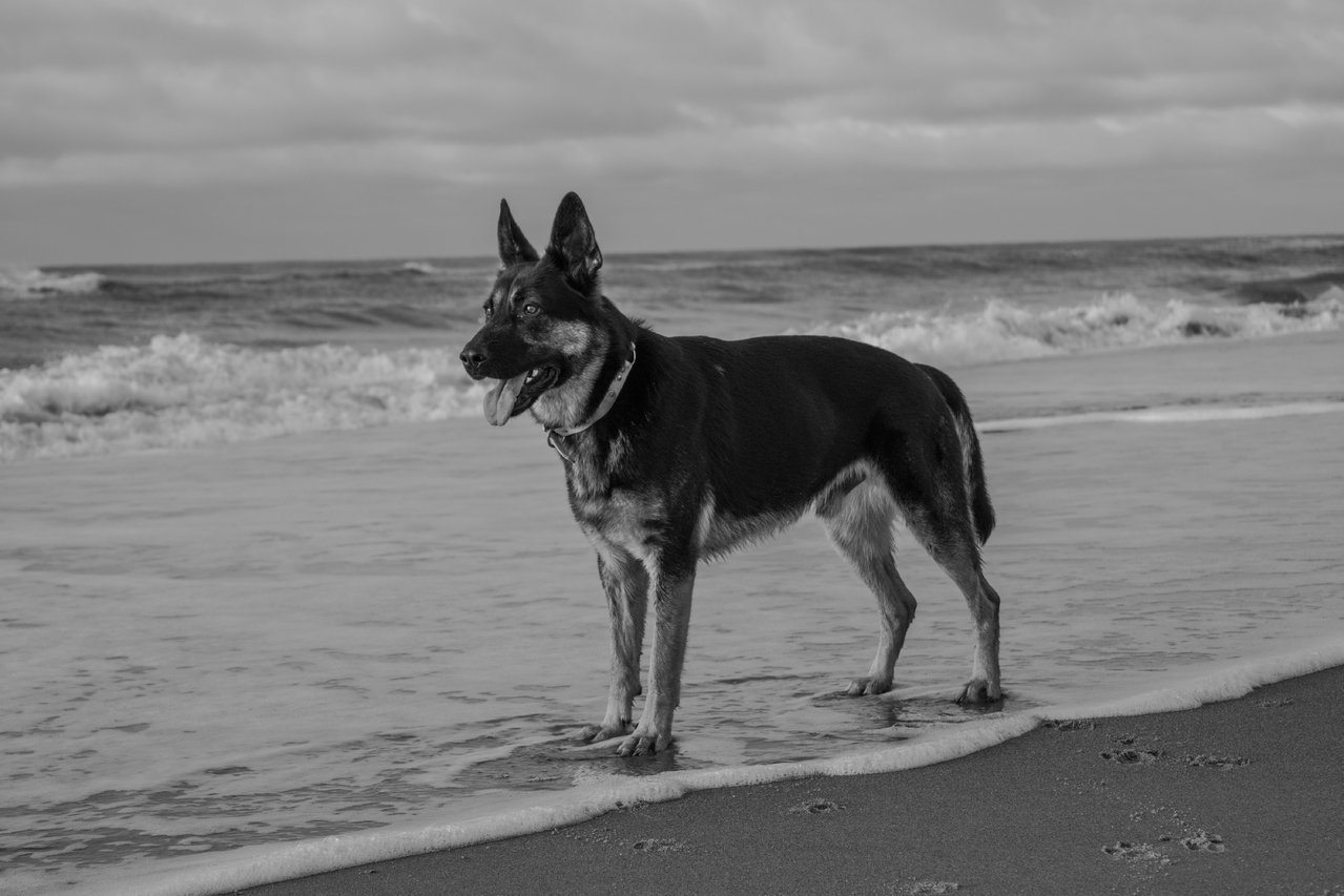 DSC_0236.jpg