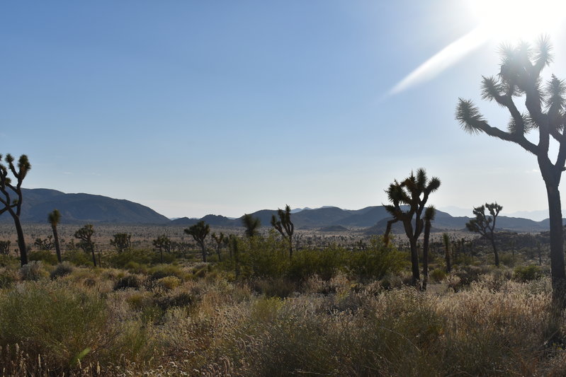 DSC_0237.jpg
