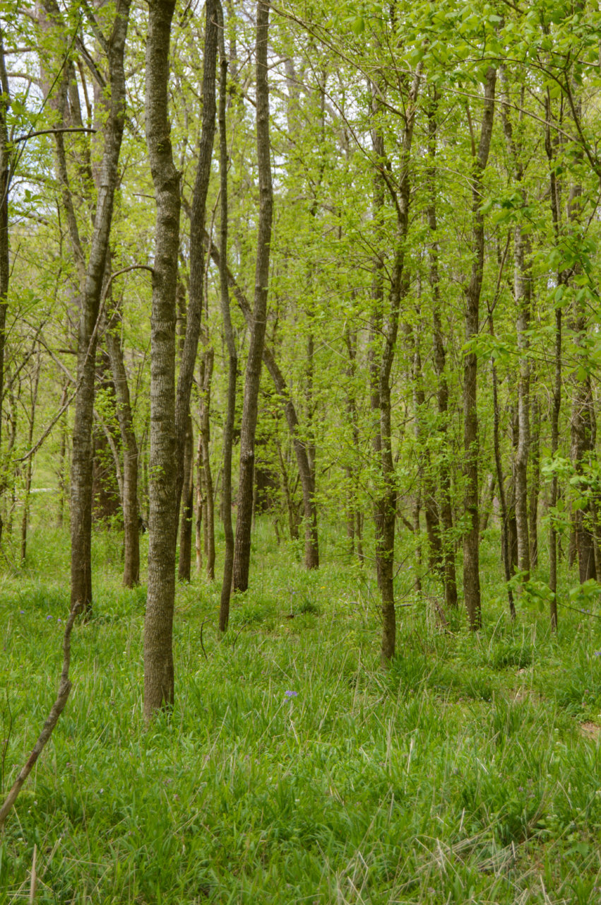 DSC_0242.jpg