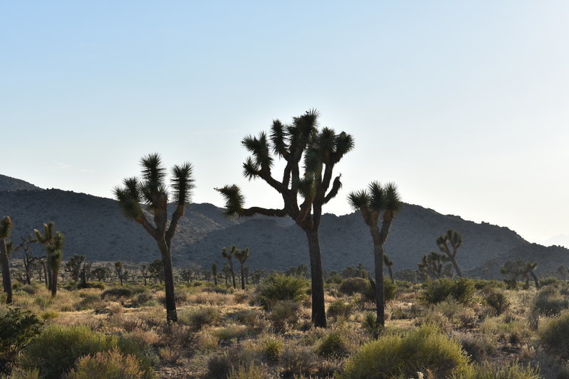 DSC_0250.jpg