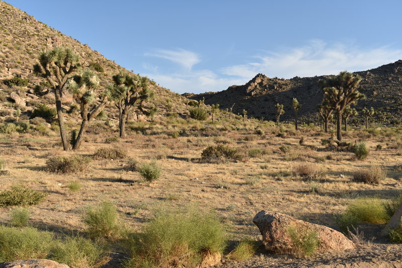 DSC_0253.jpg