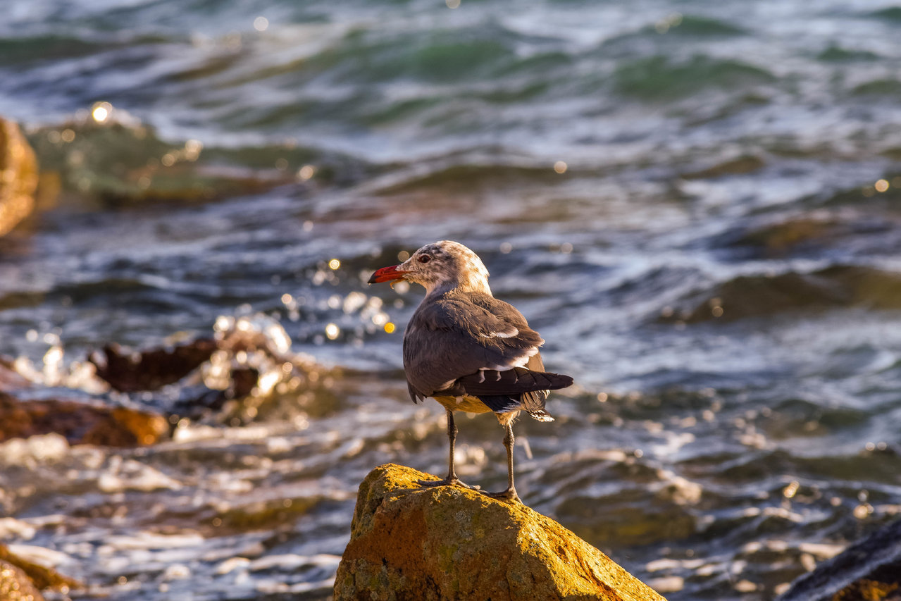 DSC_0266.jpg
