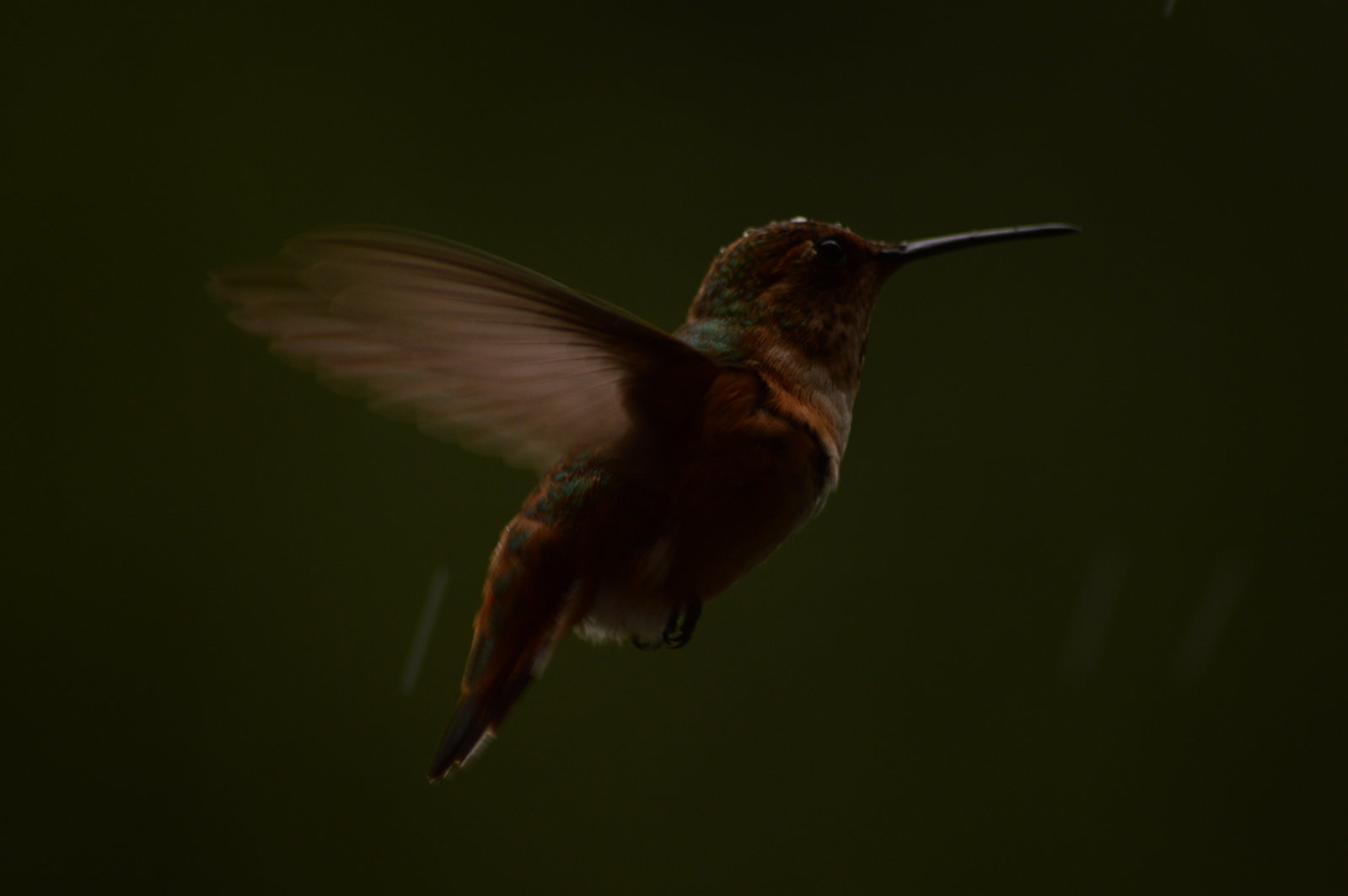 DSC_0290.jpg