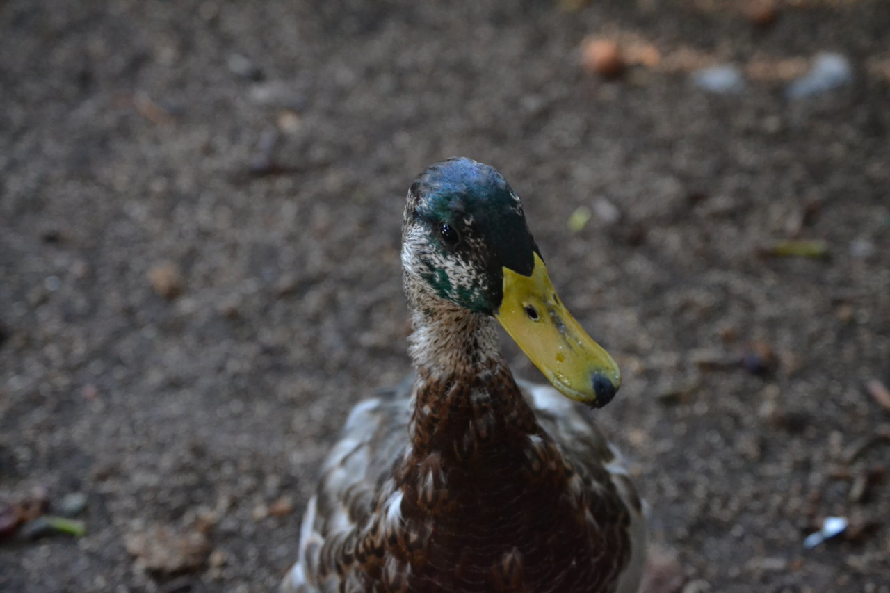 DSC_0348.jpg