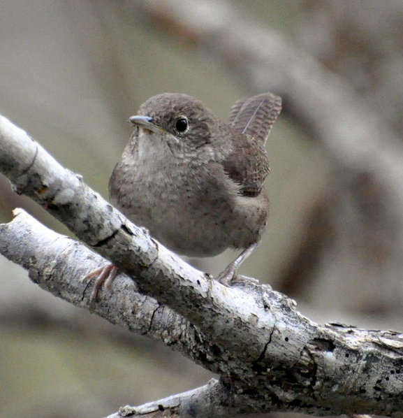DSC_0356.jpg