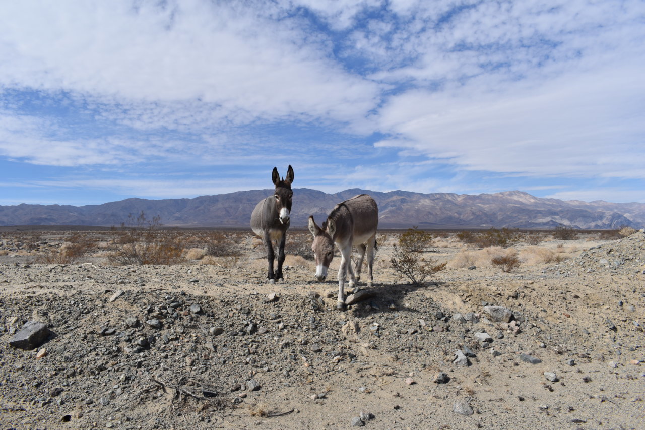 DSC_0523.jpg