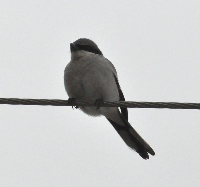 DSC_0580.jpg