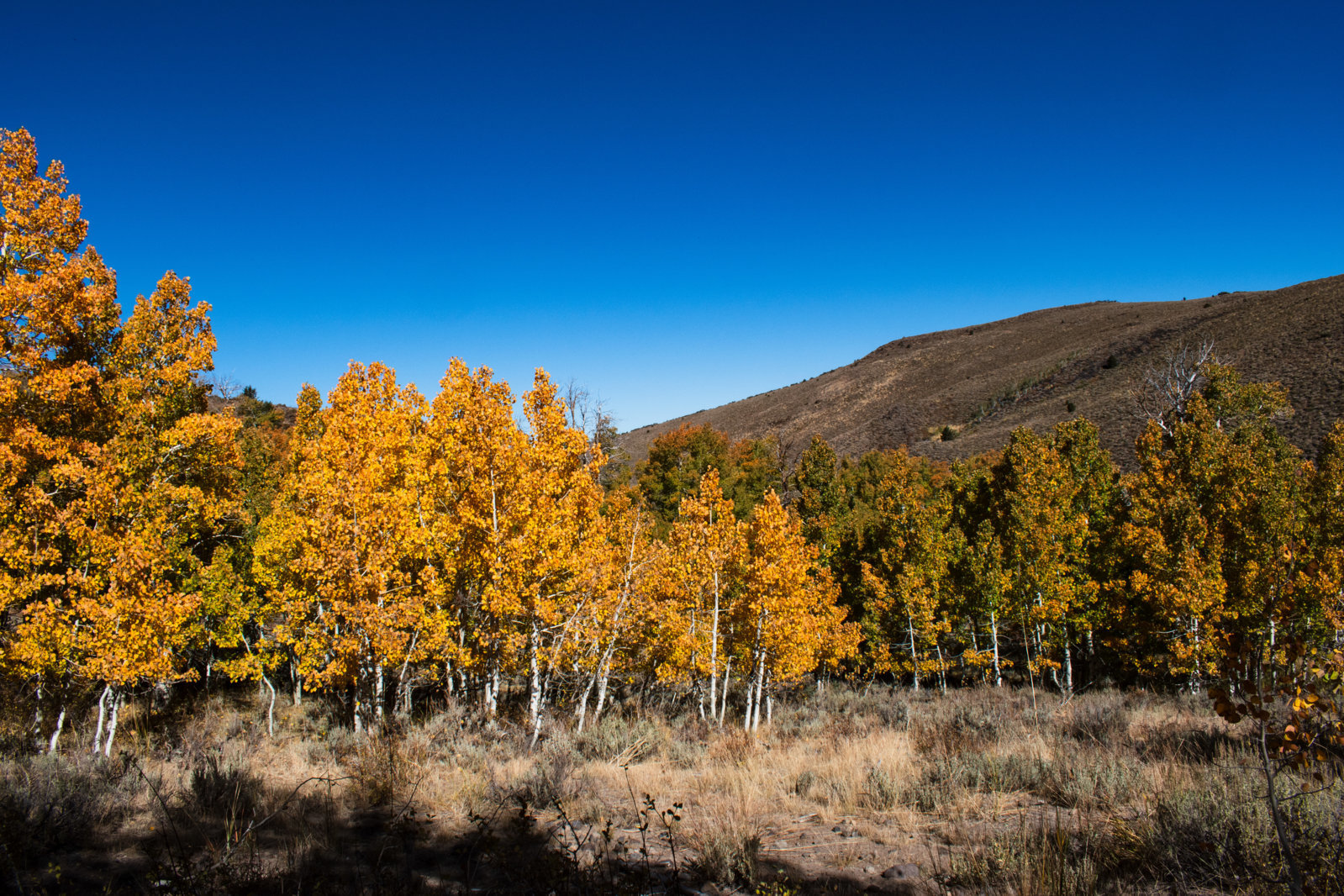 DSC_0644.jpg