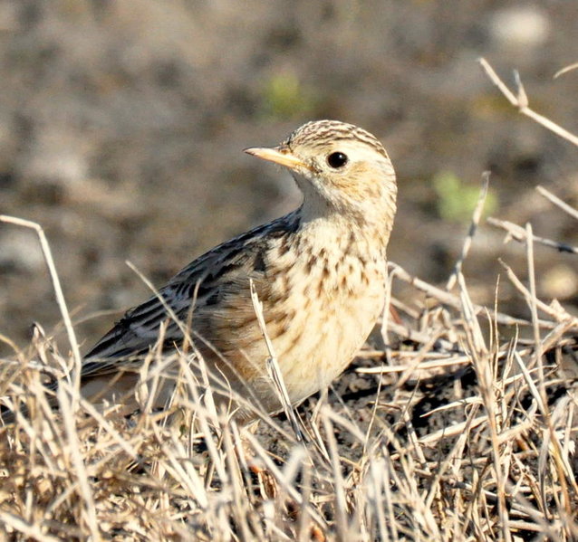 DSC_0646.jpg