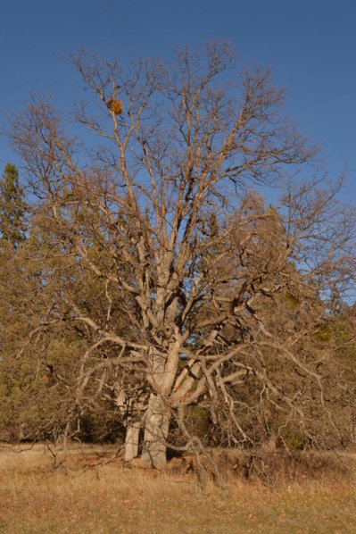 DSC_0870.jpg