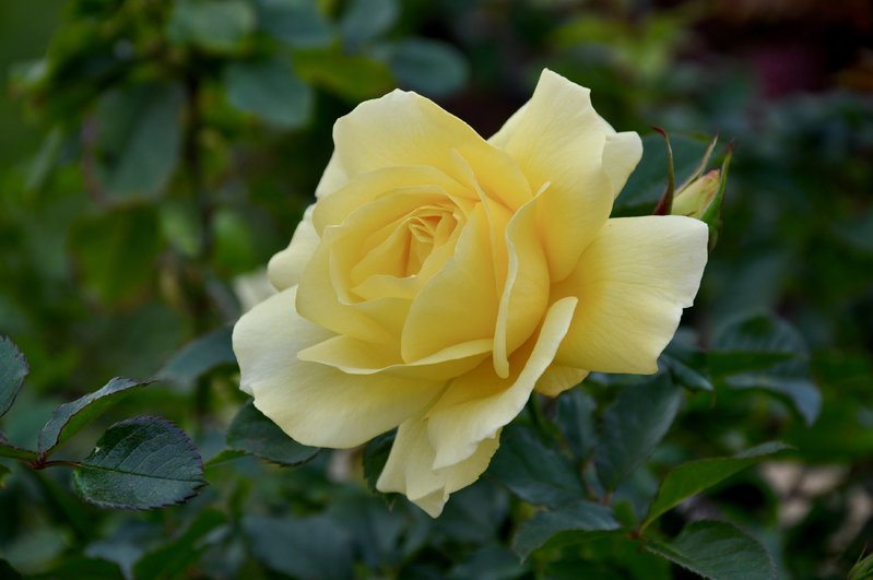 DSC_0932.jpg