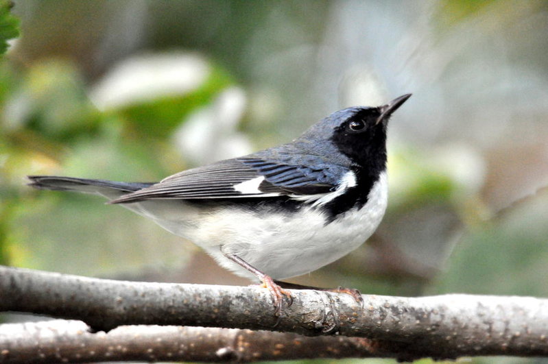 DSC_0960.jpg