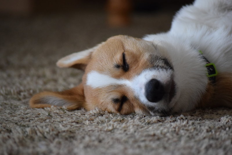 DSC_0981.jpg