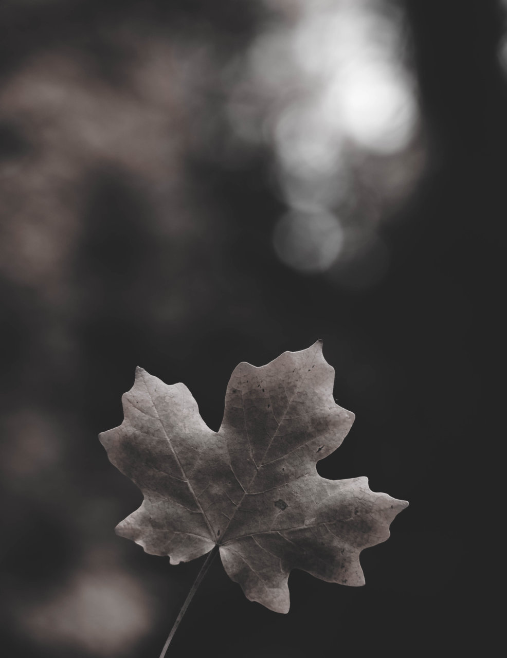DSC_1545-3.jpg