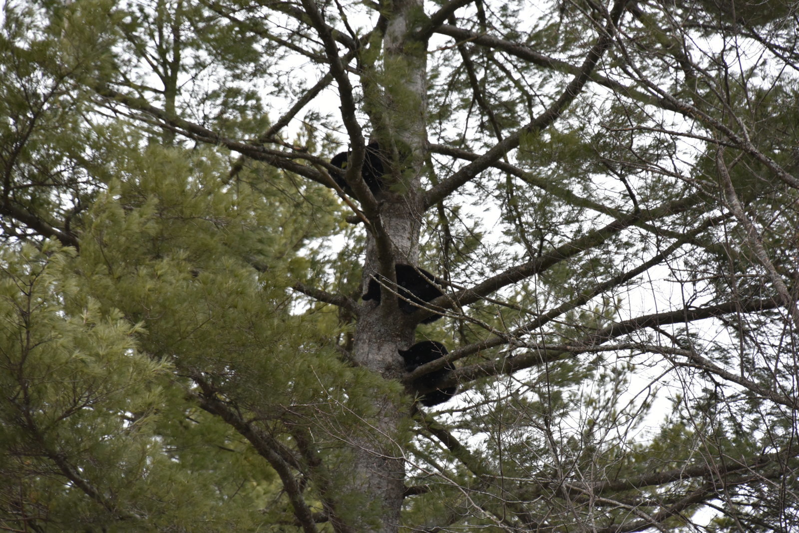 DSC_2185.jpg