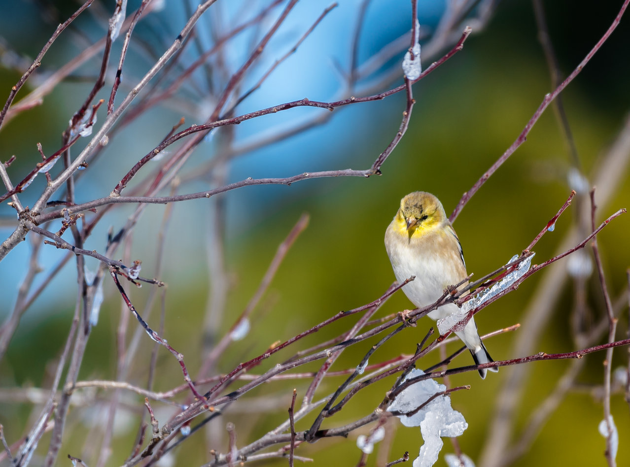 DSC_2305.jpg