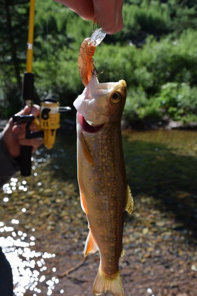 DSC_4163.jpg
