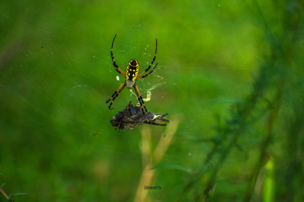 DSC_4273.jpg