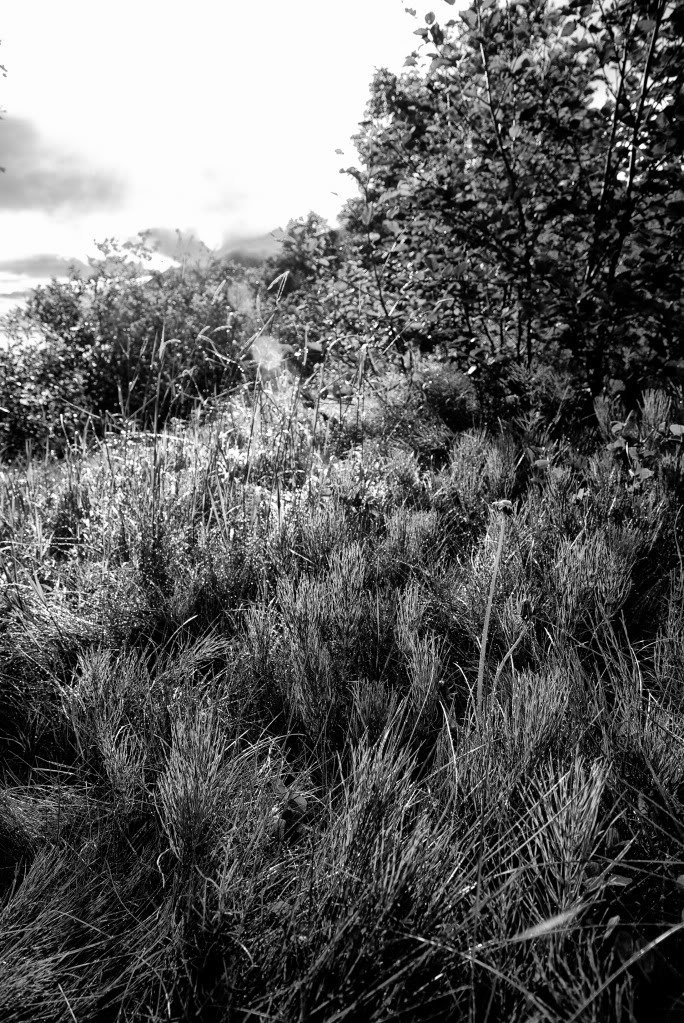DSC_4441-1_736b68b60e91d0cb62c05447056d2c100fbb1571.jpg