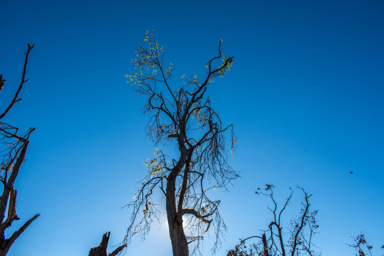 DSC_5595.jpg