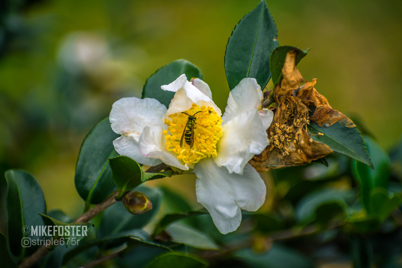 DSC_6097.jpg
