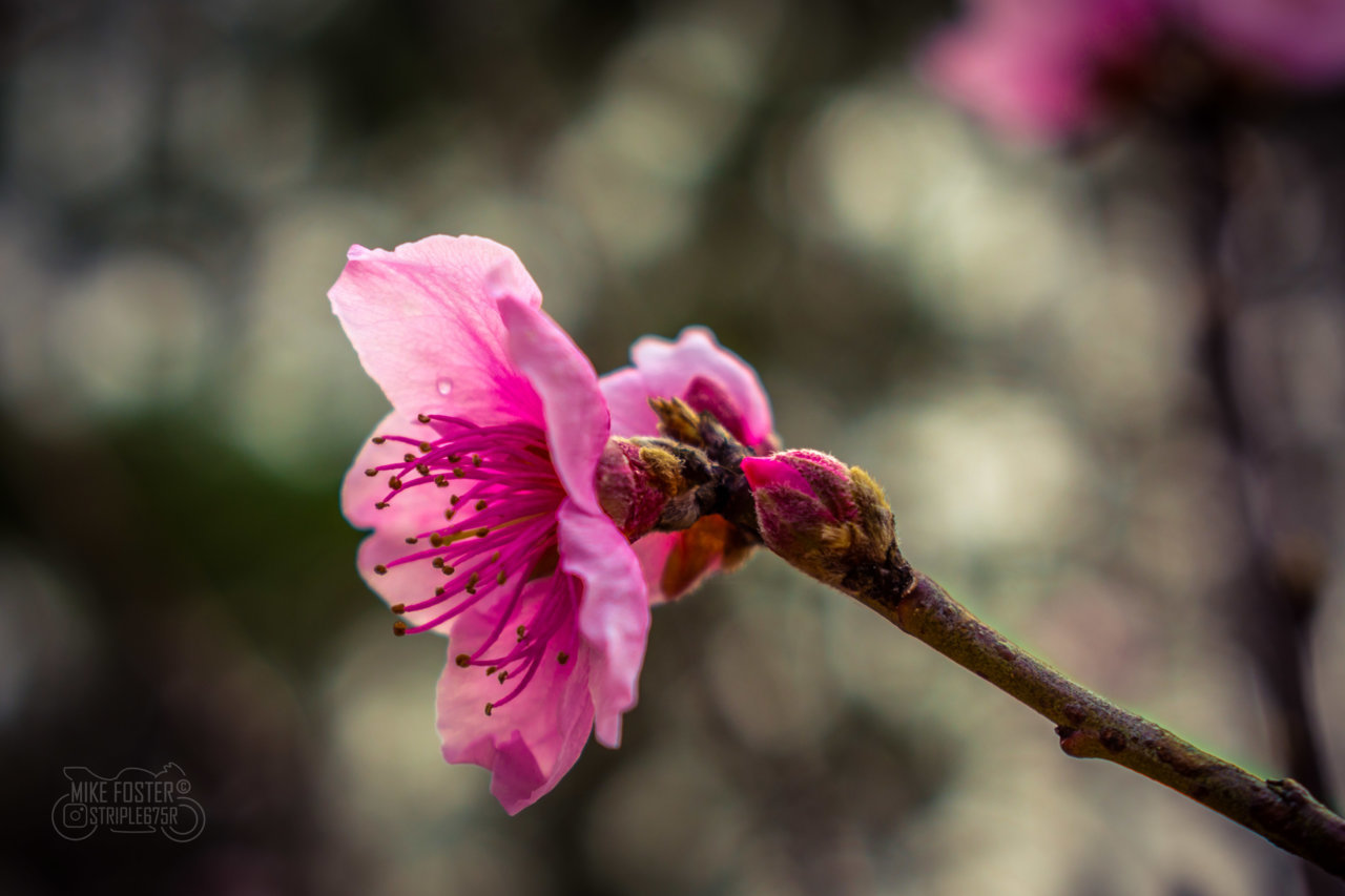 DSC_8076.jpg