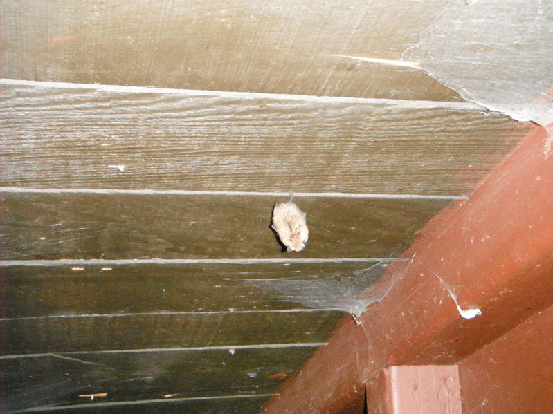 DSCF0236.jpg
