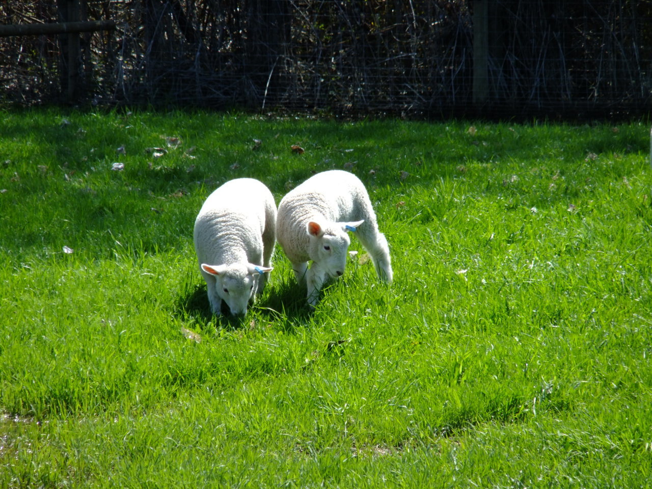DSCF0744.jpg