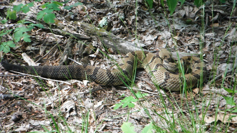 DSCF0870.jpg