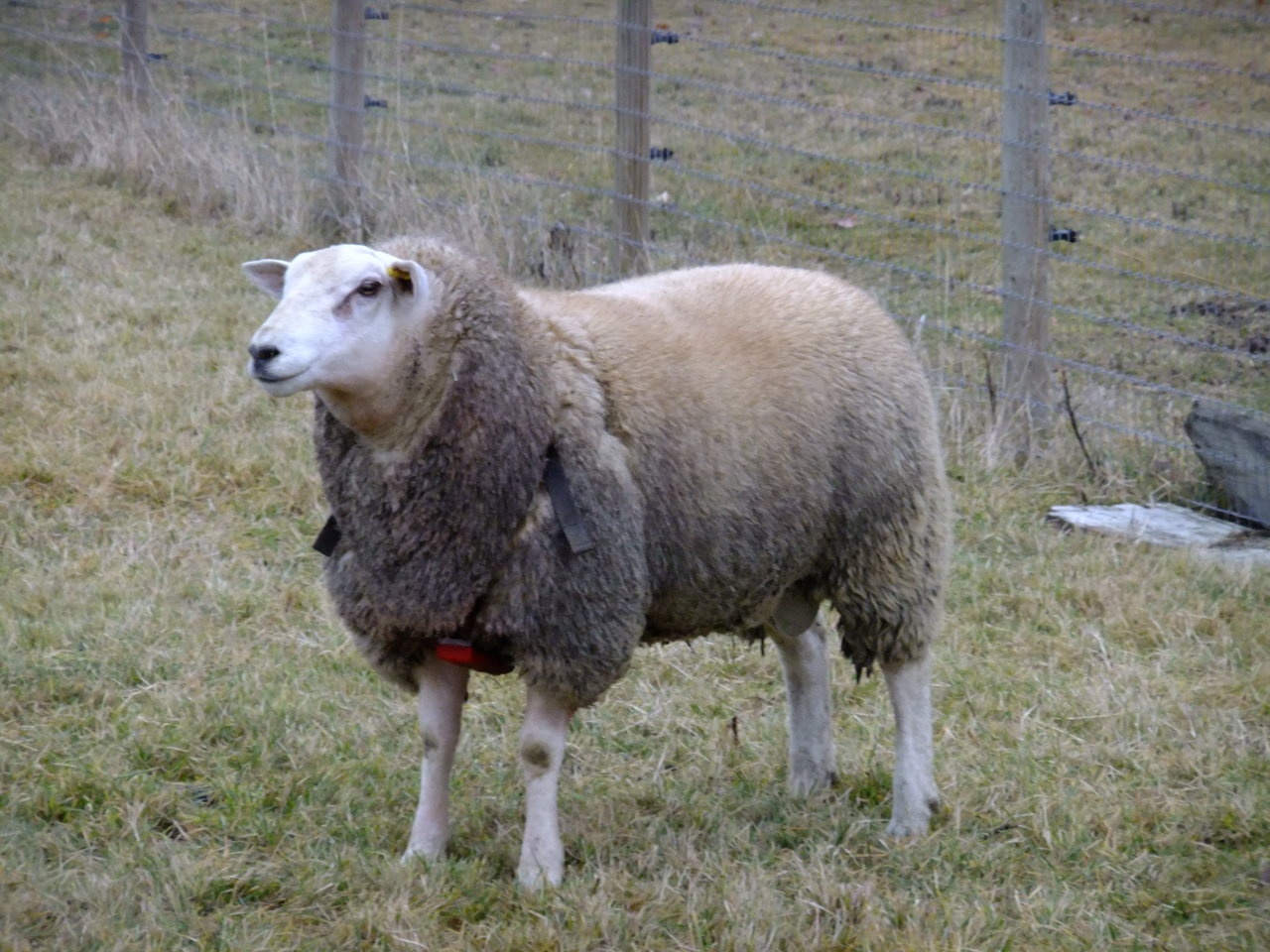 DSCF1196.jpg