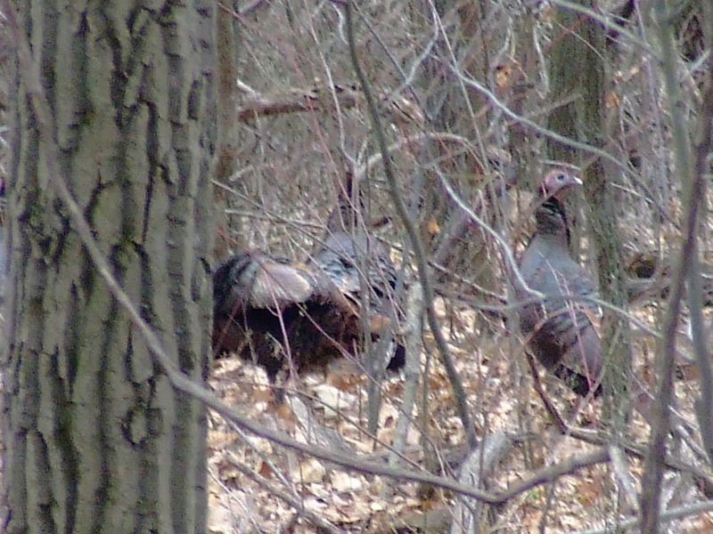 DSCF2787.jpg