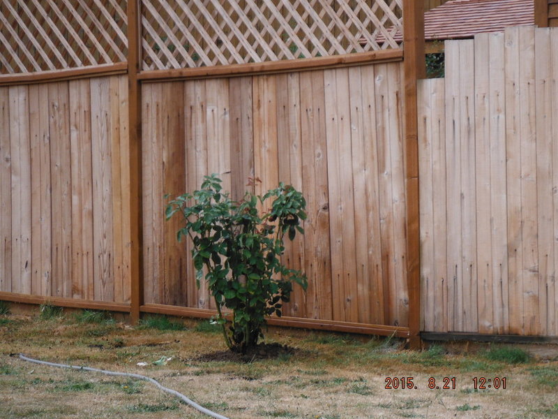 DSCF4177.jpg