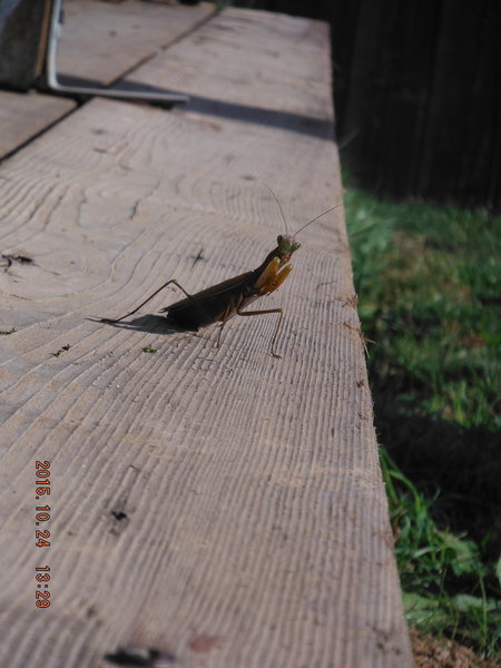 DSCF4667.jpg