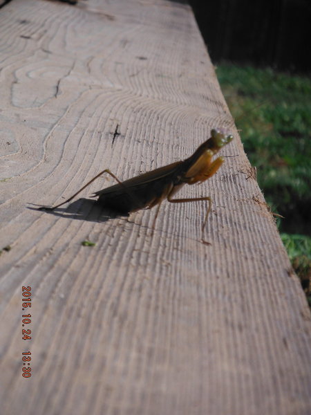 DSCF4671.jpg
