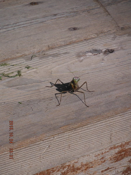 DSCF4676.jpg