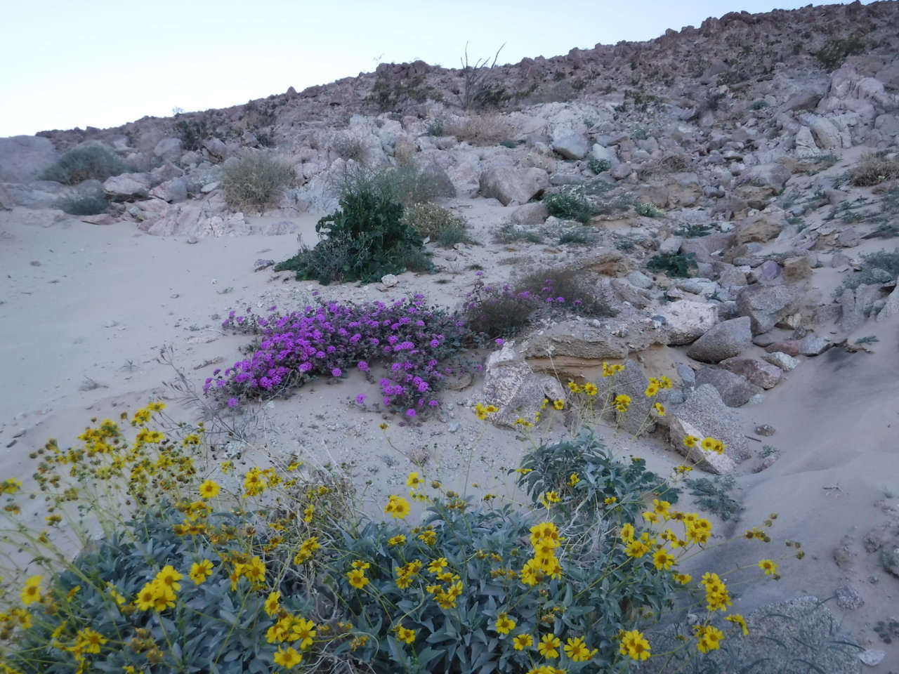 DSCF5156.jpg