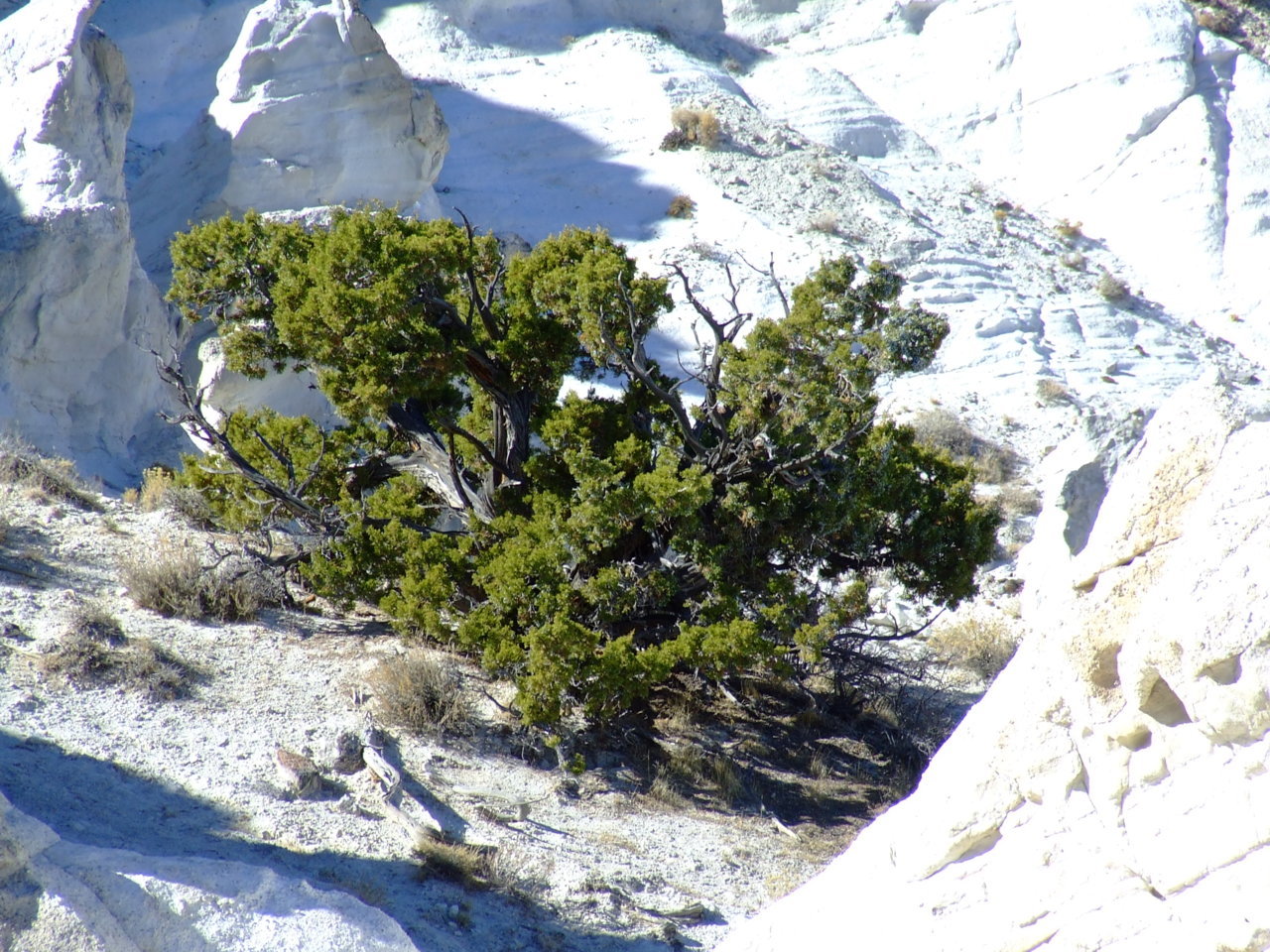 DSCF5196.jpg