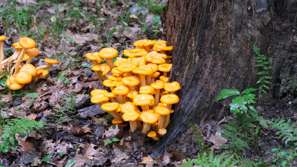 DSCF5670.jpg